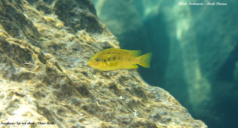 Tropheops sp. 'red cheek' Chiwi Rocks